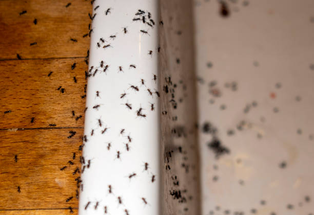 Best Pest Prevention Services  in New Baltimore, OH